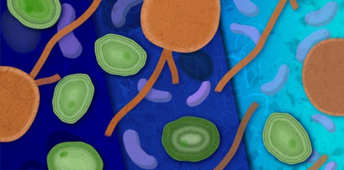 MIT-PlanktonPlace-01-press_0.jpg (Full)