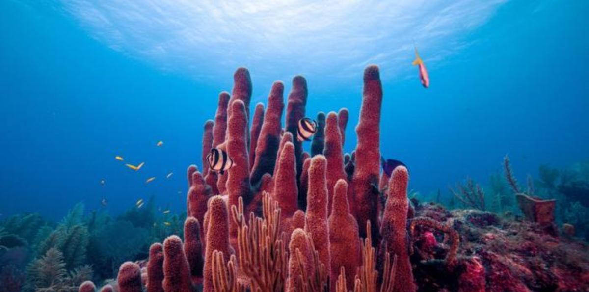 MIT-coral-microbiome-01-press_1.jpg (Full)