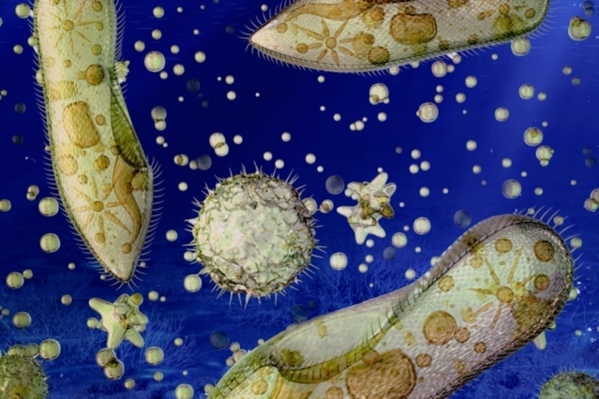 MIT-oxygen-minimum_0.jpg (Full)