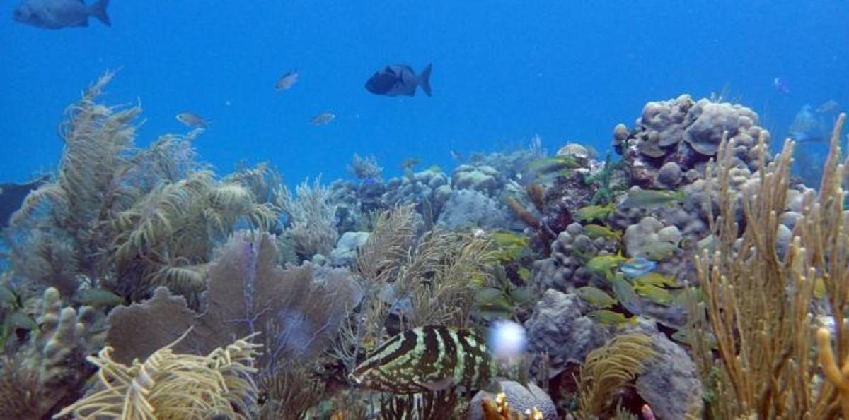 cuba_reef_scene_grouper_apprill-1280x720.jpg (Full)