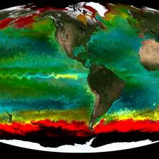 Phytoplankton Chlorophyll 