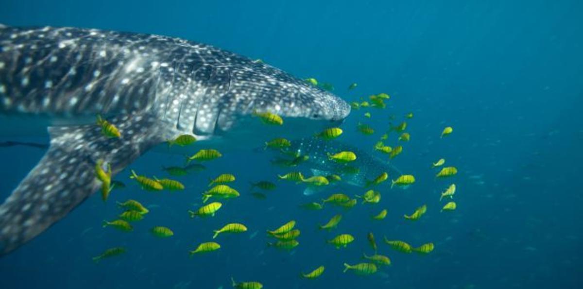 whale-shark.jpg (Full)